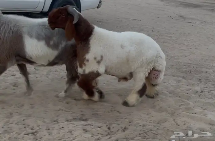 مشروع فحل نعيم صنف فاخر 0