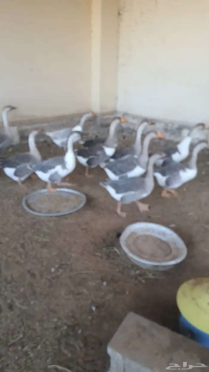 للبيع وز العدد 12 وزه على بدايه البيض 0