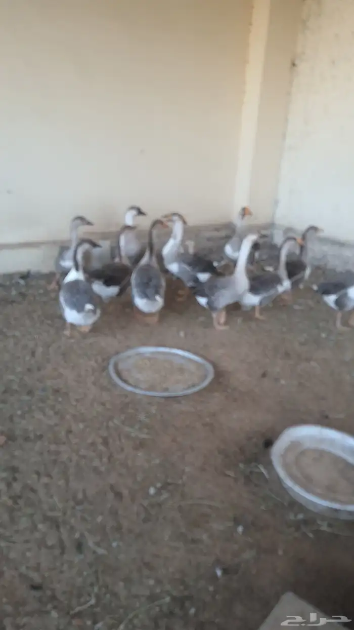 للبيع وز العدد 12 وزه على بدايه البيض 1