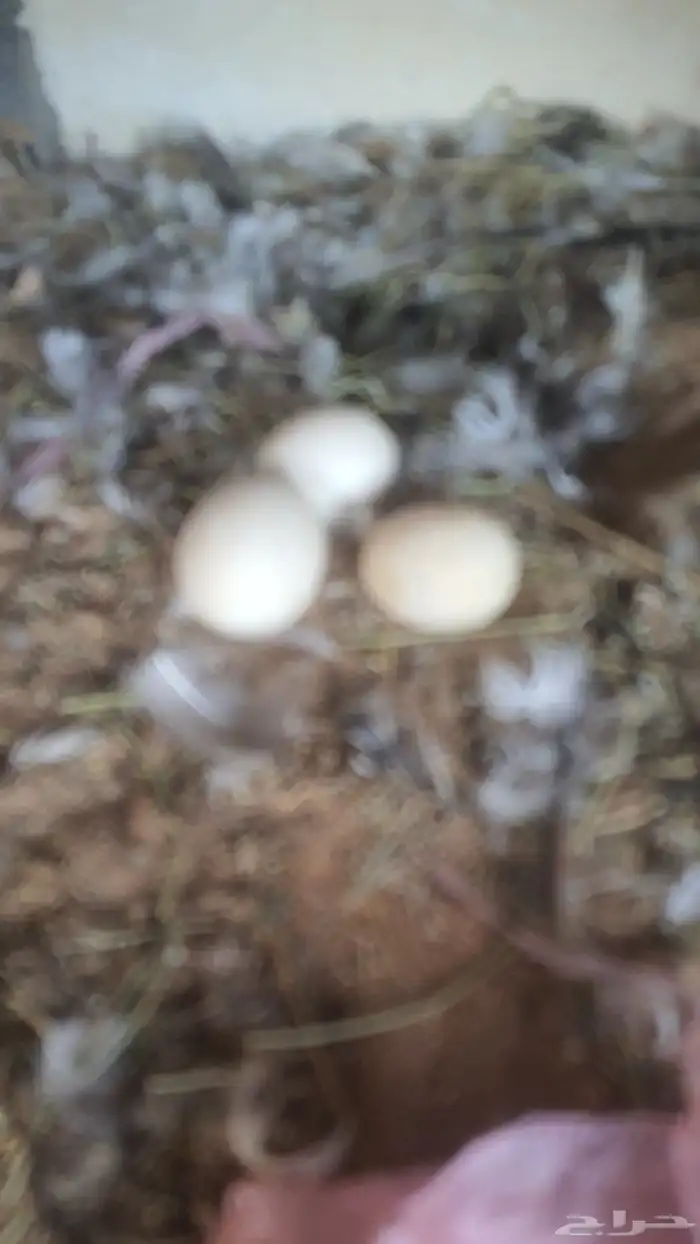 للبيع وز العدد 12 وزه على بدايه البيض 3