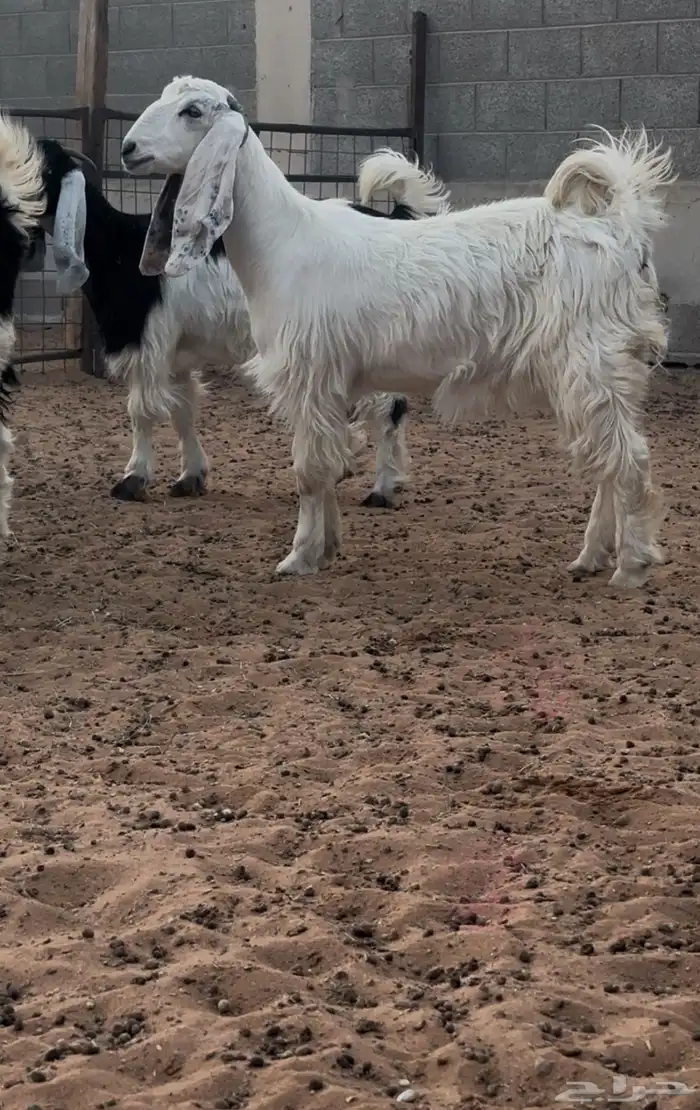 جفره بيضاء خصممم 0