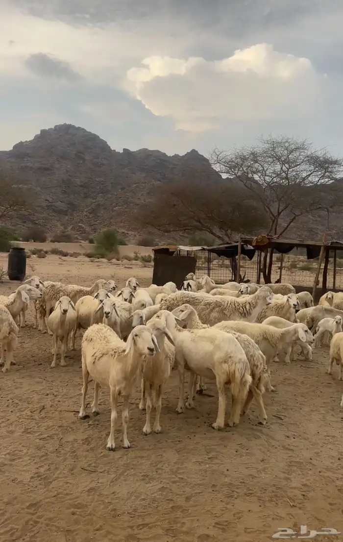 ضان العدد 33 يتبعها 13 0