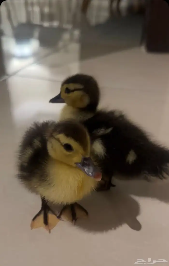 بط صغير للبيع 2