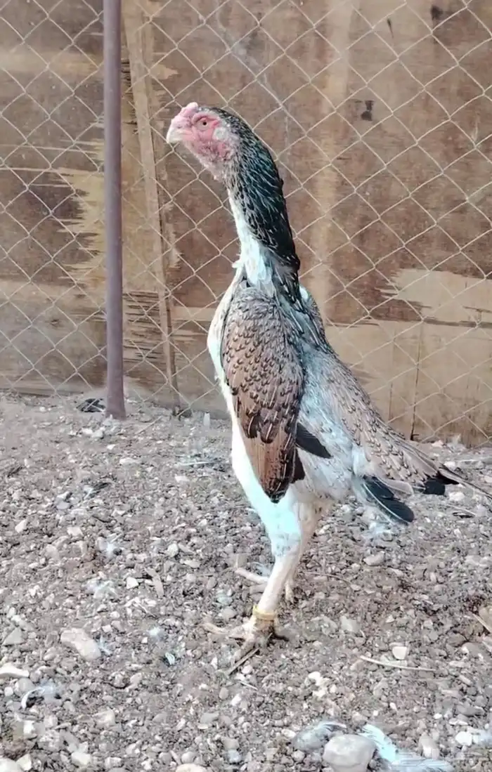 دجاجه المانية تووب 0