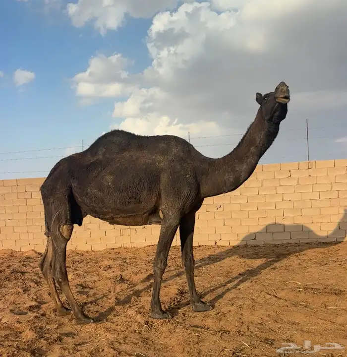 ضروبه طيبه 1