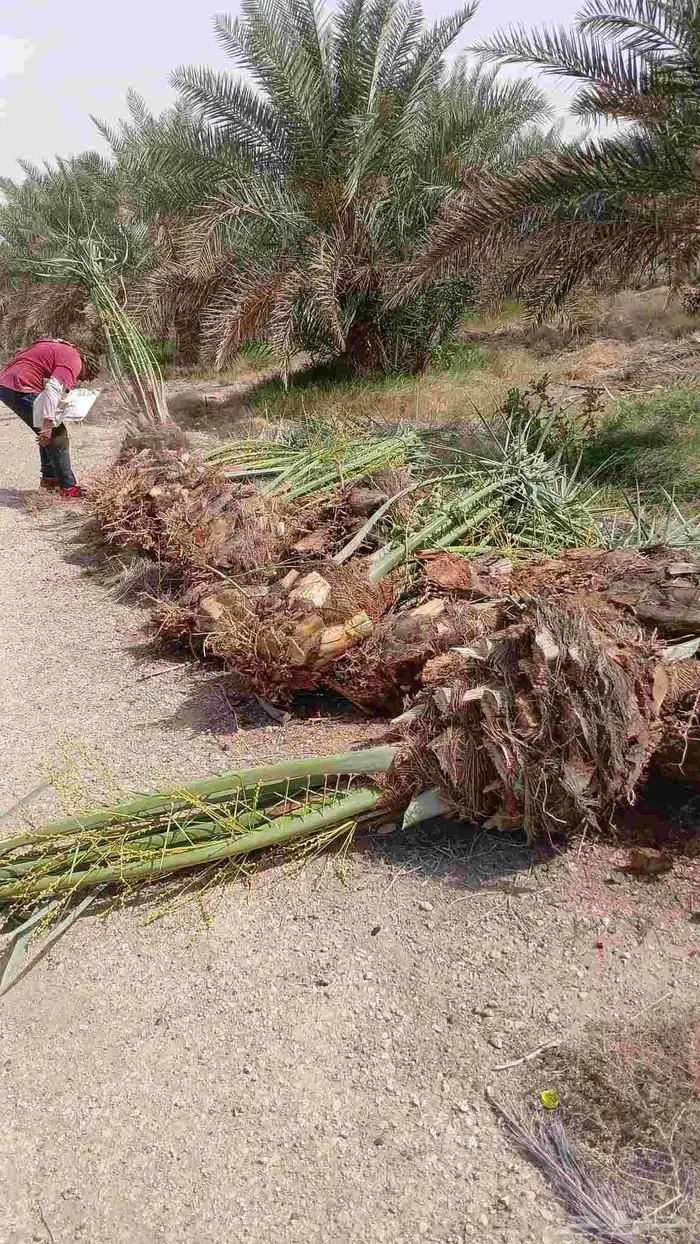 نخل واشنطن أمريكي للبيع نخيل خلاص صقعي هلالي برحي سكري شيشي 5