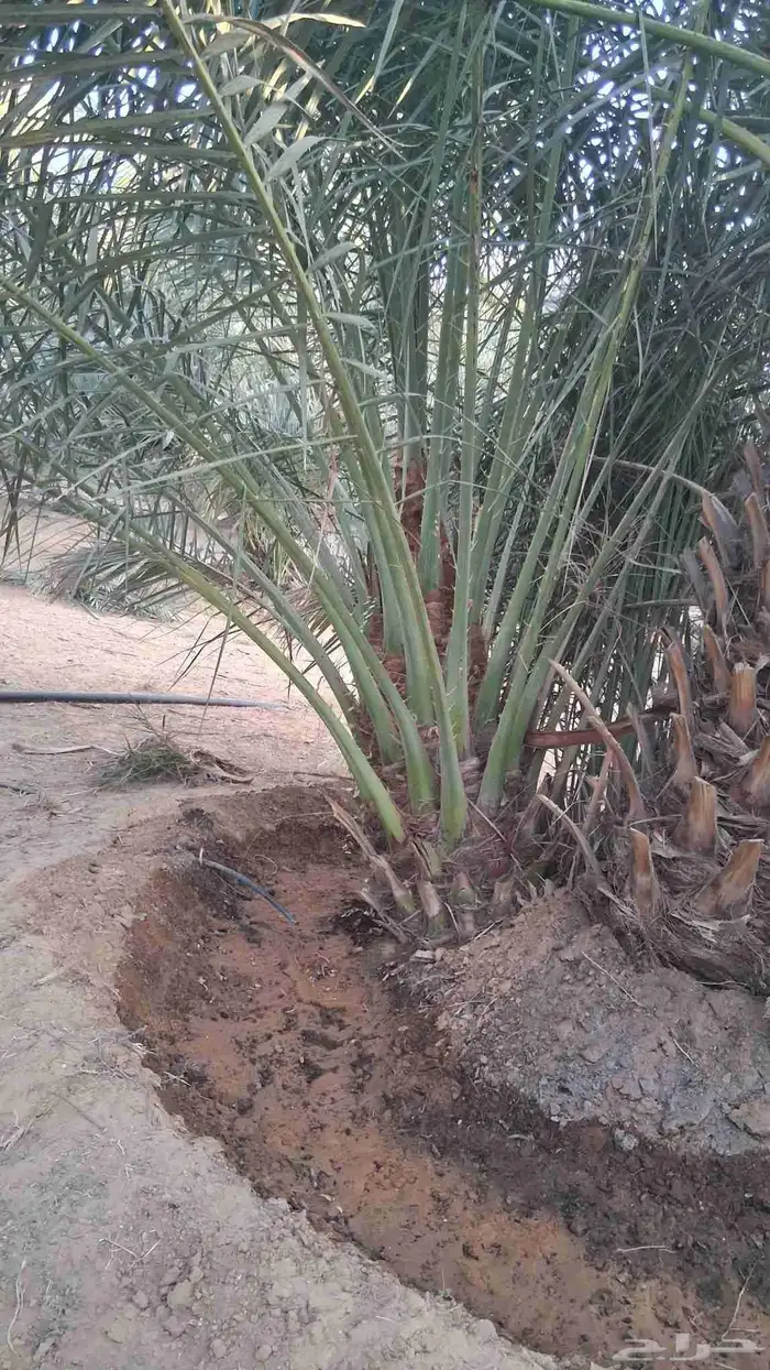 فروخ نخل جثايث نخل 3