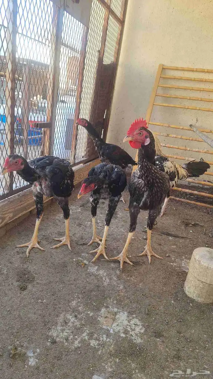 ديك باكستاني 0