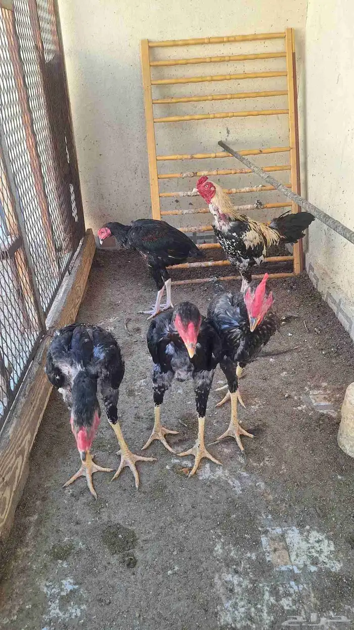 ديك باكستاني 1