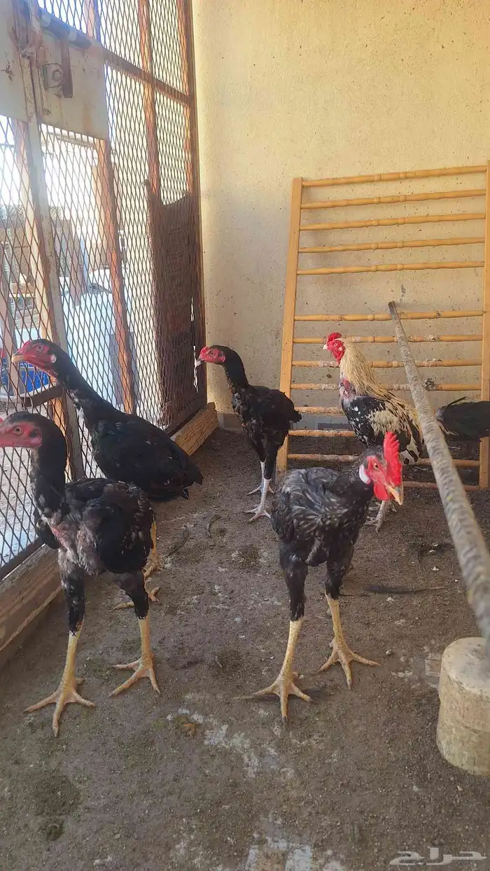 ديك باكستاني 2