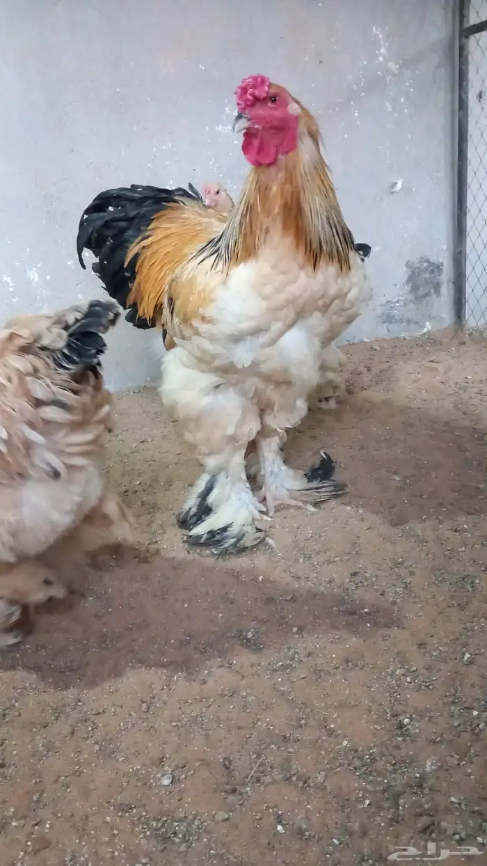 بيض براهما بف قولدا ذهبي 0