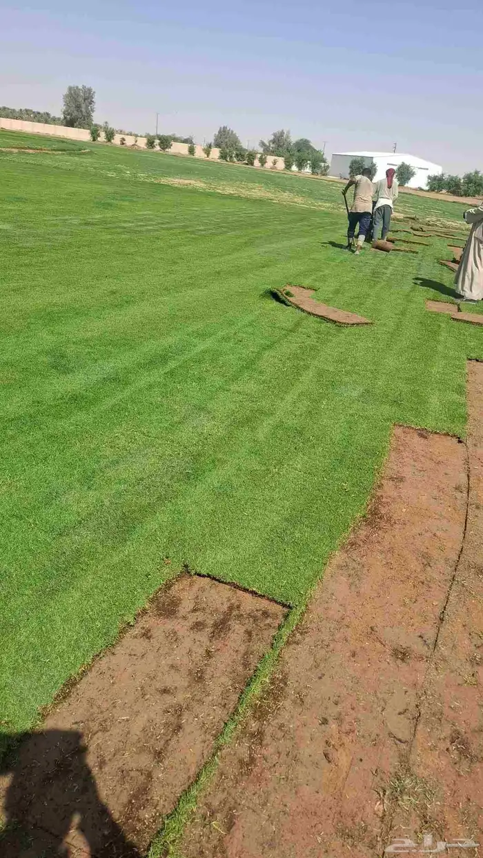 نعمل بتوريد وزرعه ثيل طبيعي ونخيل زينه 4