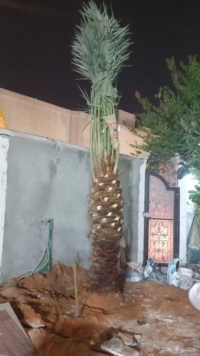 نخل للبيع نقايل جثايث خلاص صقعي سكري شيشي سلج غر برحي هلالي 3