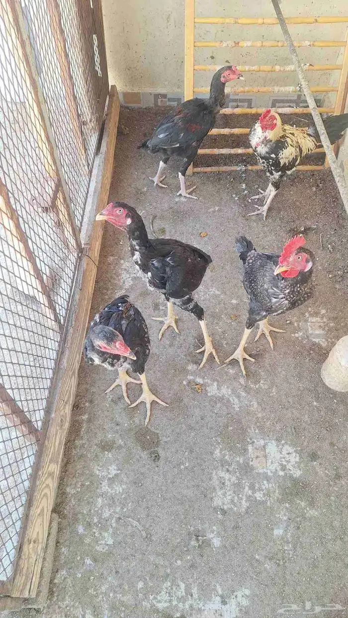 ديك باكستاني 3