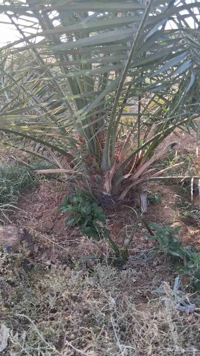 فروخ نخل جثايث نخل 2