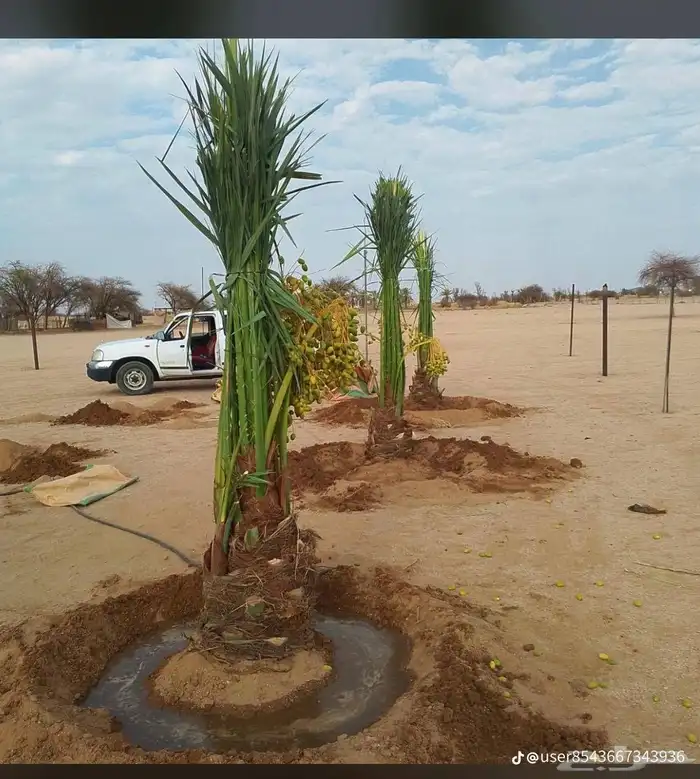 نخل للبيع جميع جميع الأنواع متوفره وجميع المقاسات.وكما يوجد 7