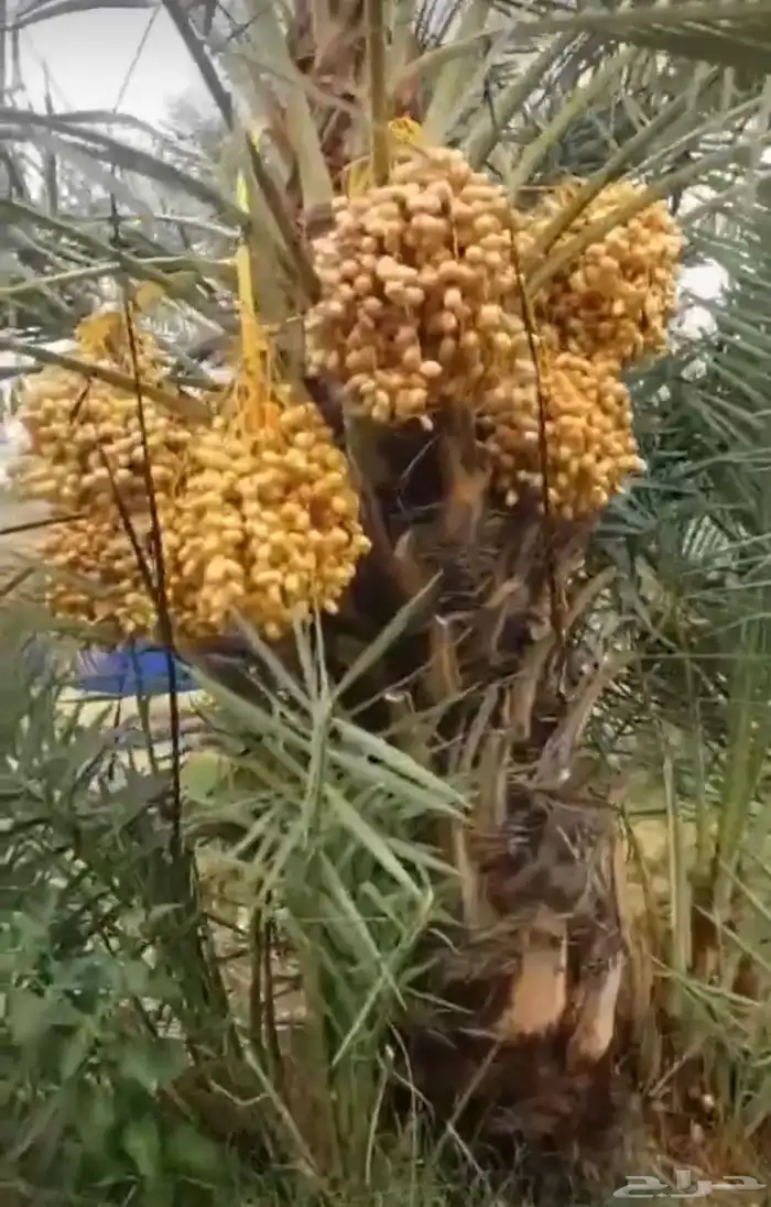 جثايث هلالي مثمرة 100 حبه للبيع بسعر مناسب 0