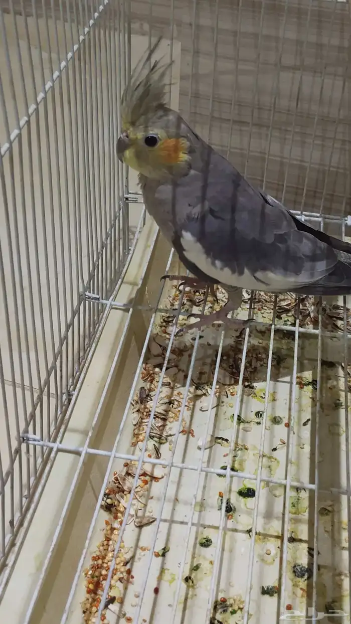 طير كروان اثنى للبيع 1