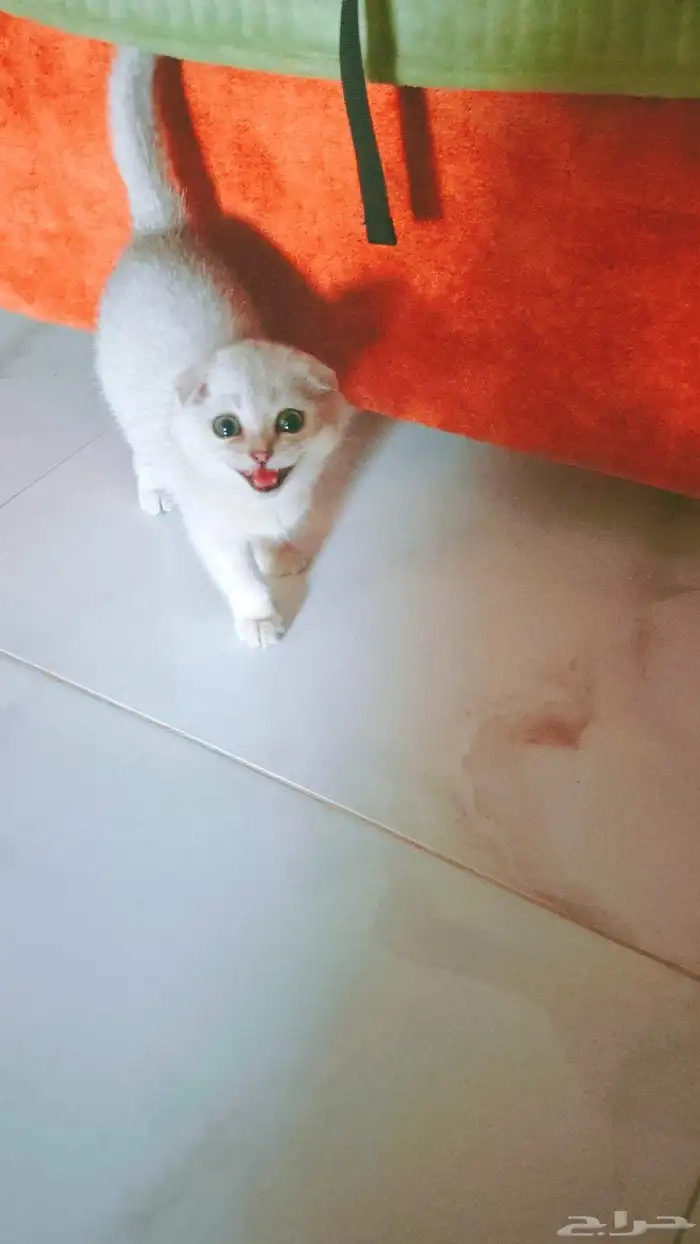 قط سكواتش مطعم مع اكل وسناك ذكر للبيع المستعجل 2