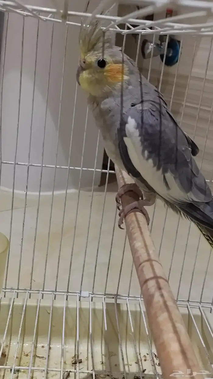 طير كروان اثنى للبيع 3