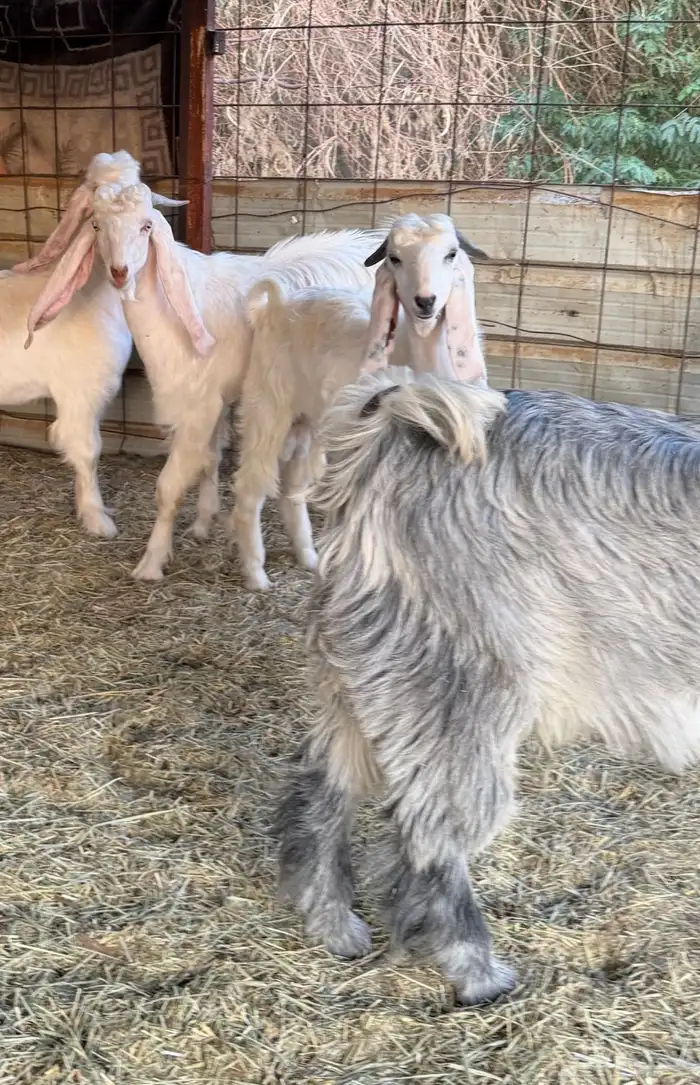 تيوس جذعان طيبات غرب الرياض 3