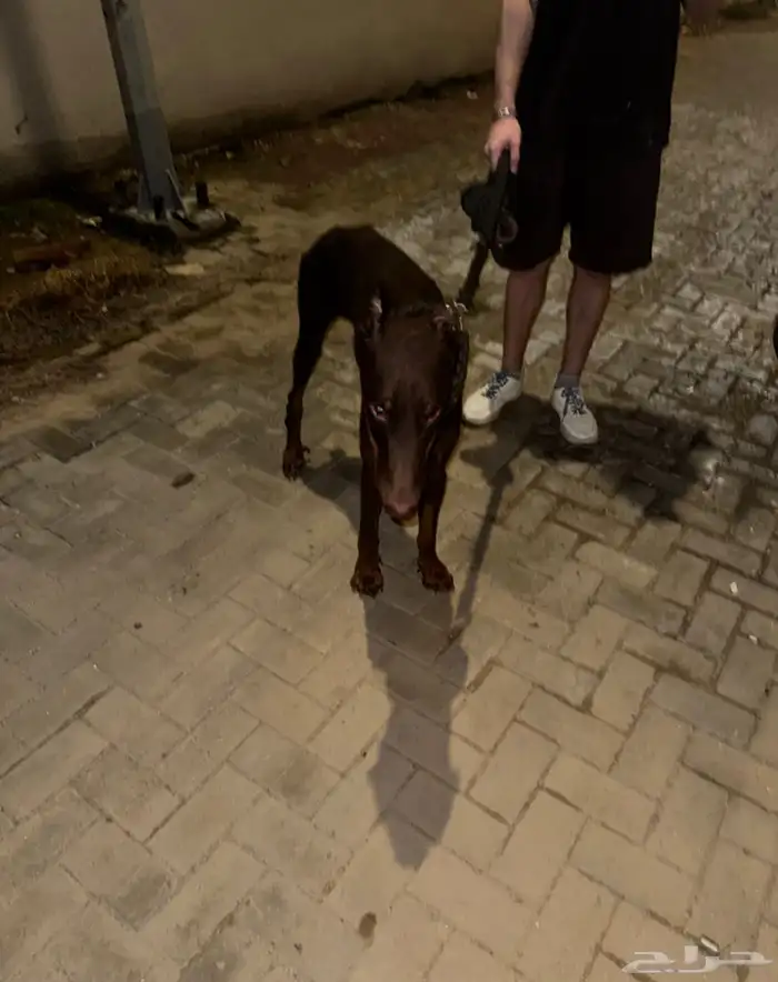 كلب دوبر مان 2