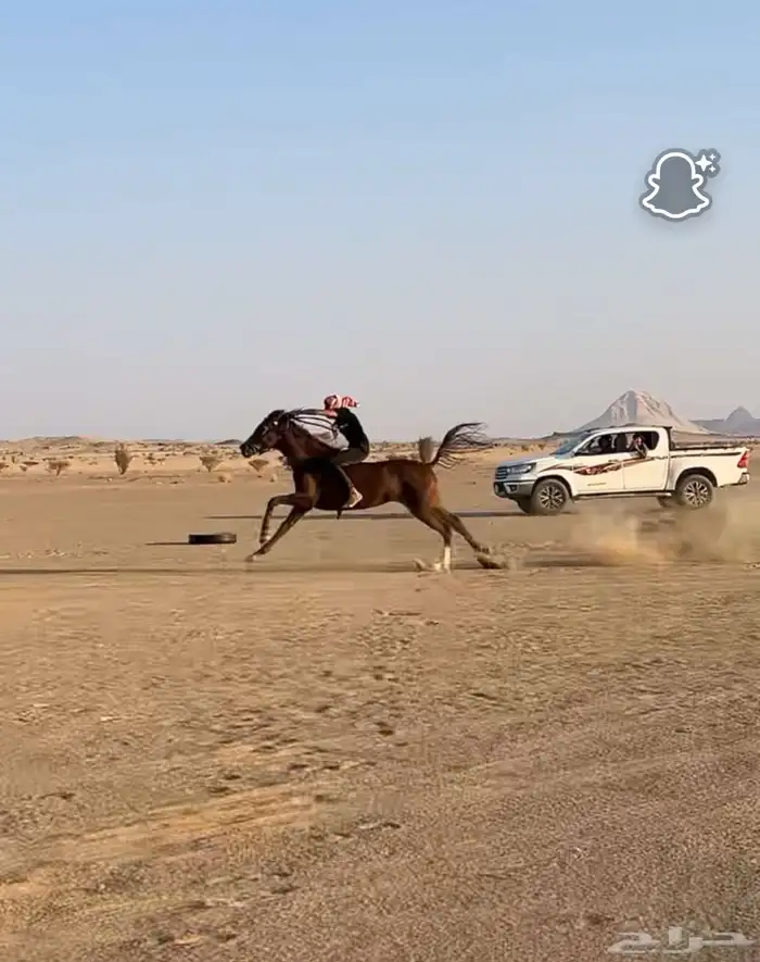 حصان شعبي كفو 5