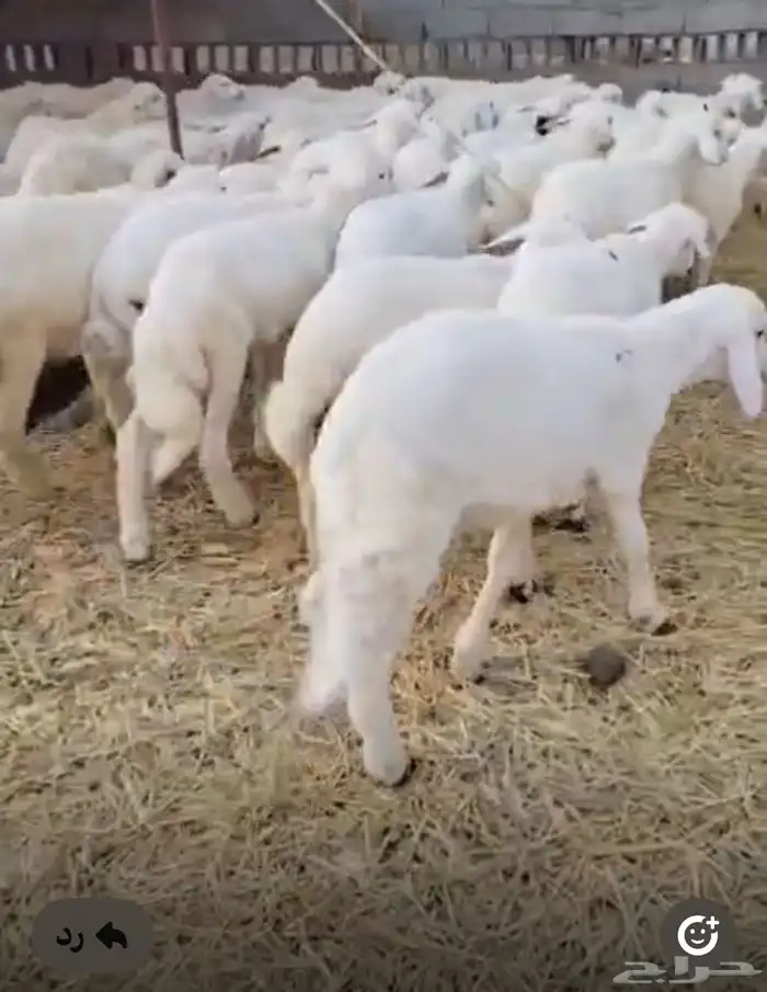 طليان تربية 0