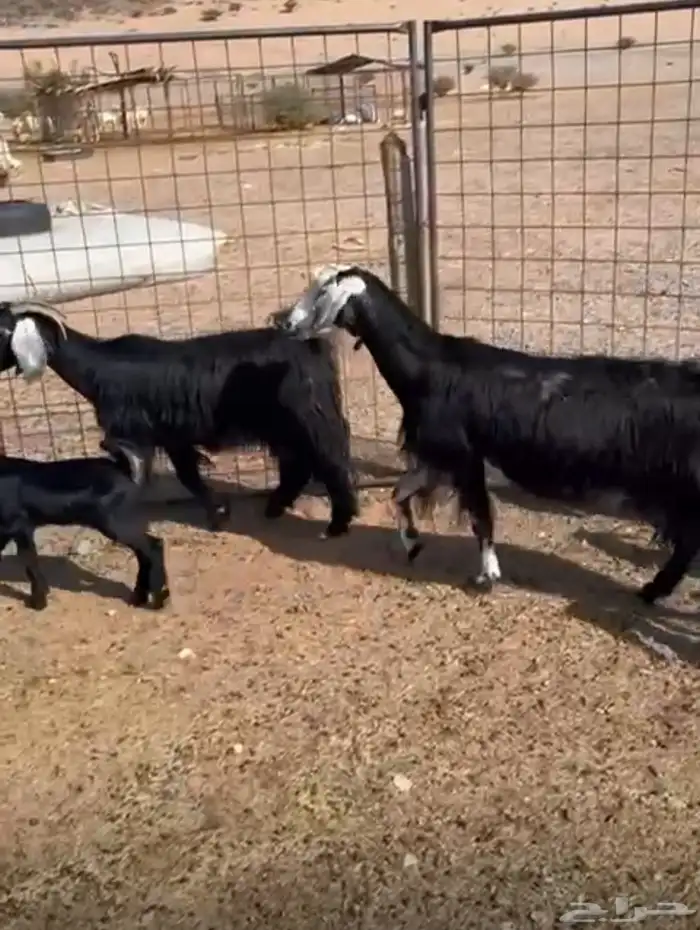 معزا متاومه 3 معها 6 روم وديوس سلم سديس قارح شبب الحناكيه 1