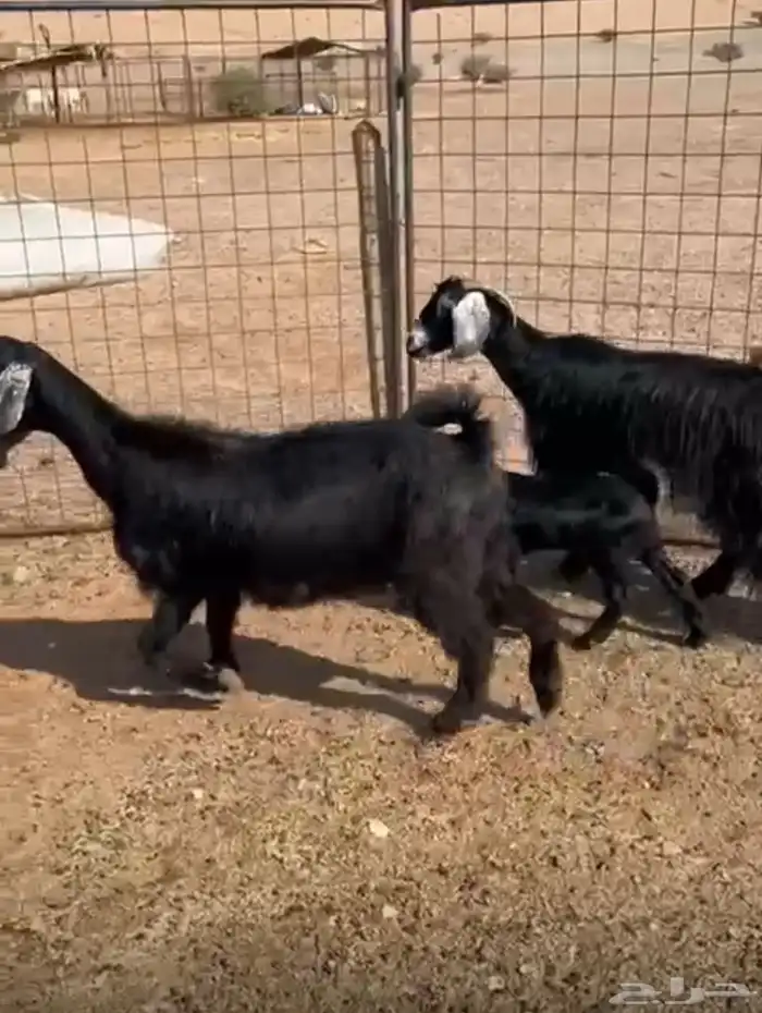 معزا متاومه 3 معها 6 روم وديوس سلم سديس قارح شبب الحناكيه 0