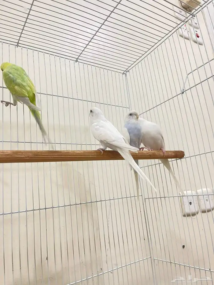 ازواج بادجي منتجة 2