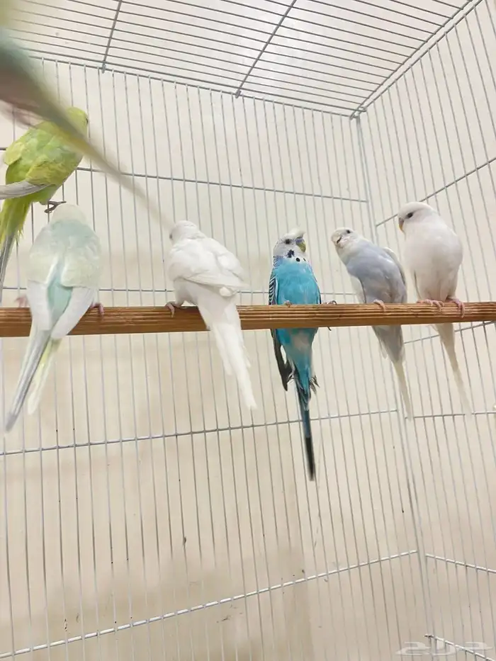 ازواج بادجي منتجة 3