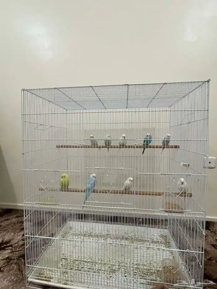 ازواج بادجي منتجة 0