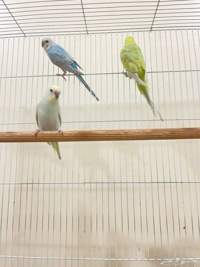 ازواج بادجي منتجة 4