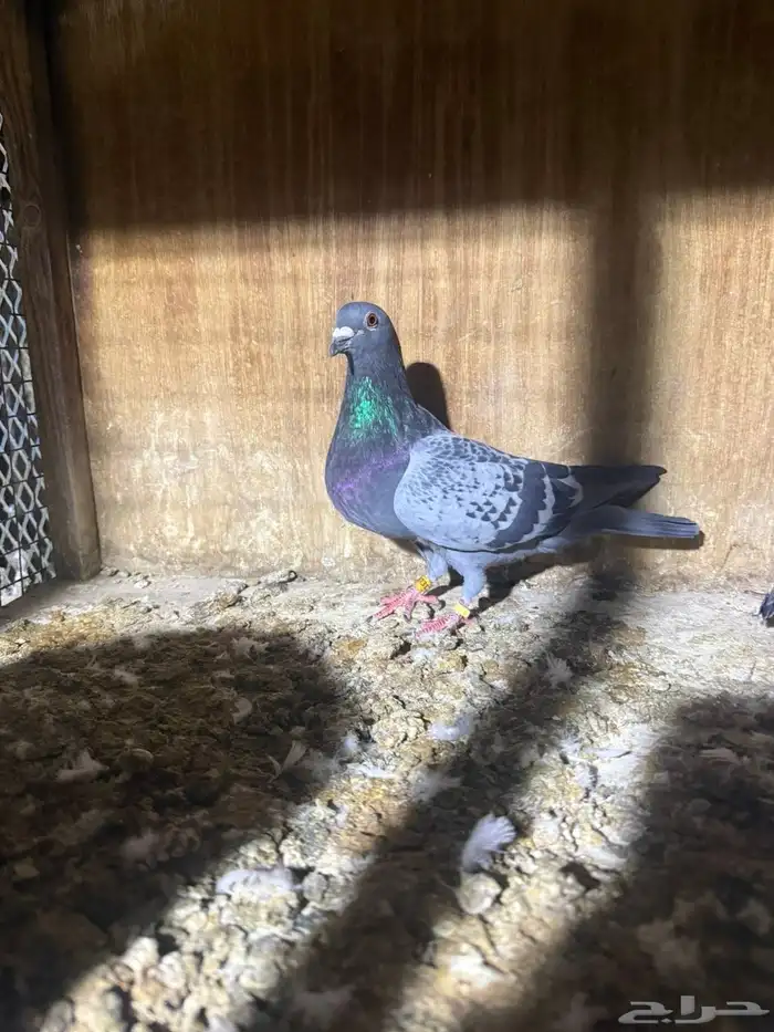 للبيع جوز زاجل سباق 0