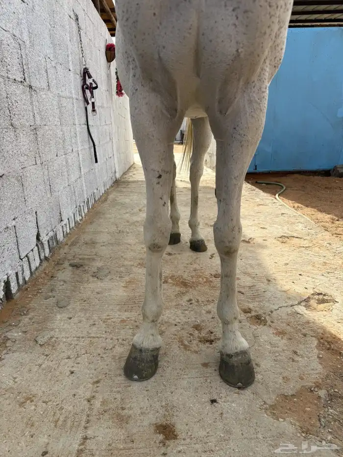 للبيع فرس شعبيه لقاح ثقيل 1