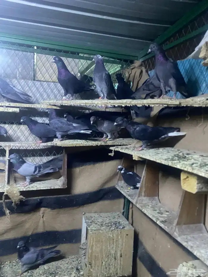 حمام قطايف للبيع جمله عدد الاجواز 70 تزود وتنقص وصنادق 0