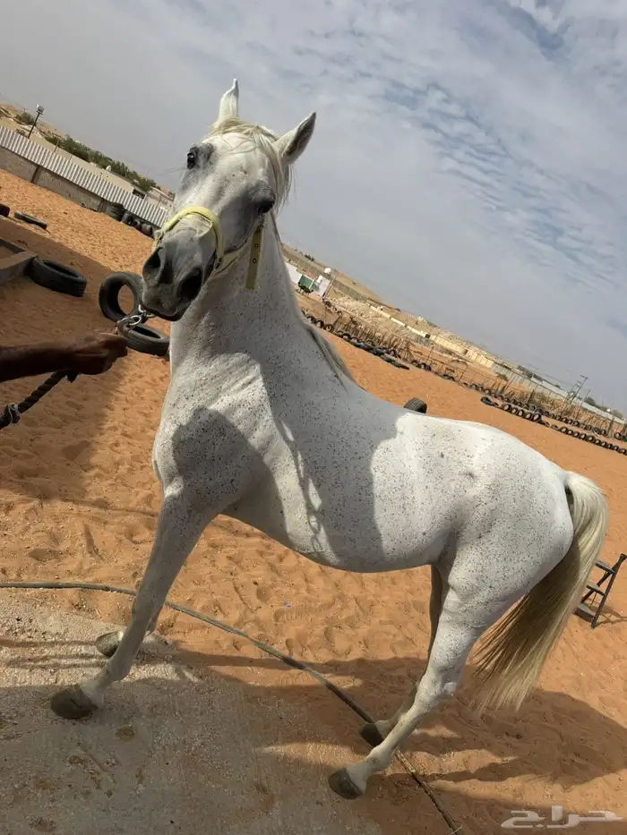 للبيع فرس شعبيه لقاح ثقيل 2