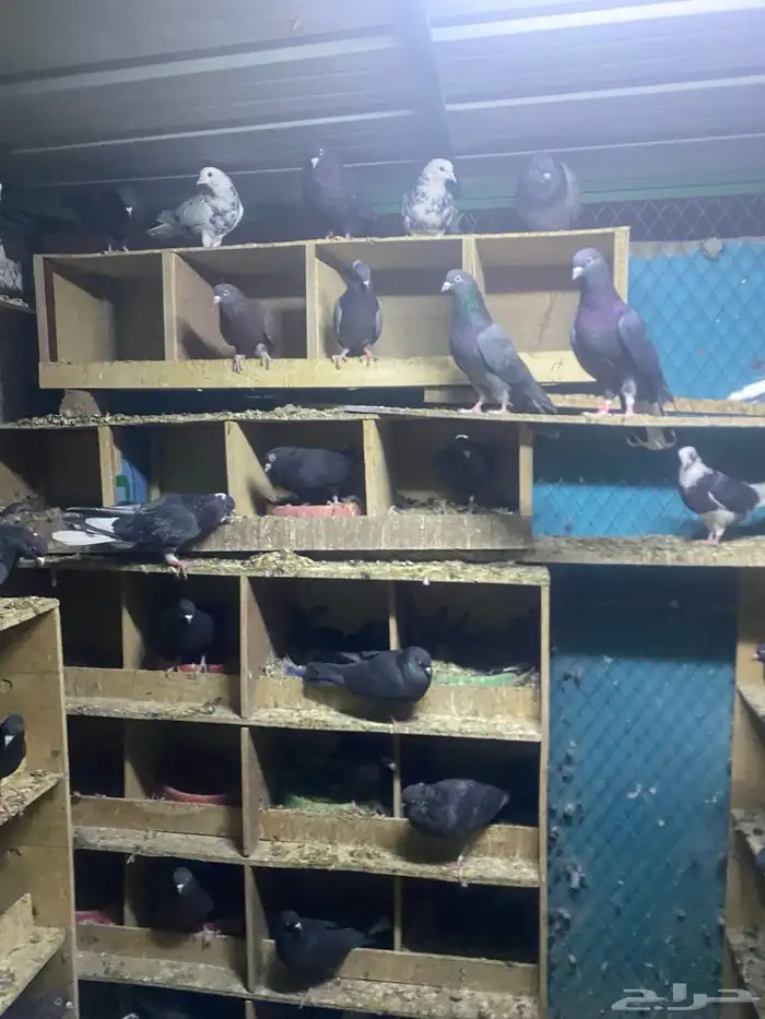 حمام قطايف للبيع جمله عدد الاجواز 70 تزود وتنقص وصنادق 5