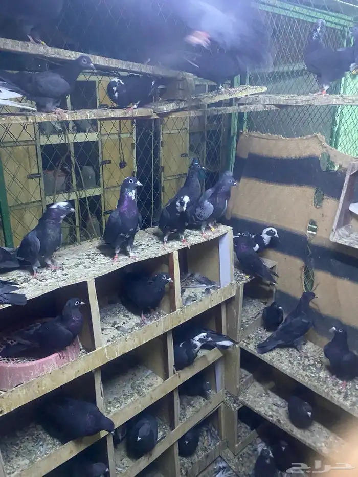 حمام قطايف للبيع جمله عدد الاجواز 70 تزود وتنقص وصنادق 2