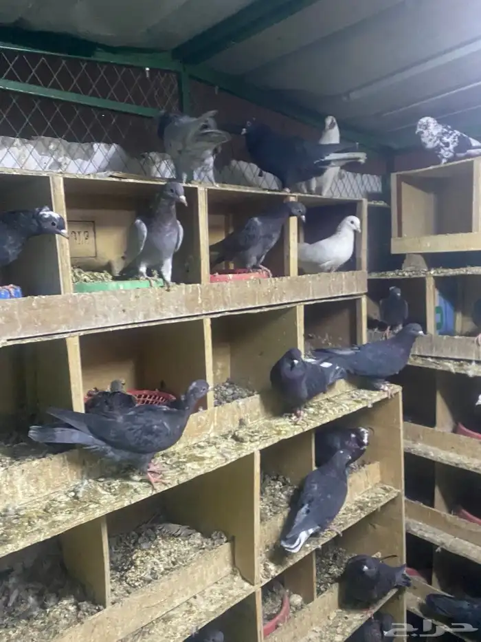 حمام قطايف للبيع جمله عدد الاجواز 70 تزود وتنقص وصنادق 6