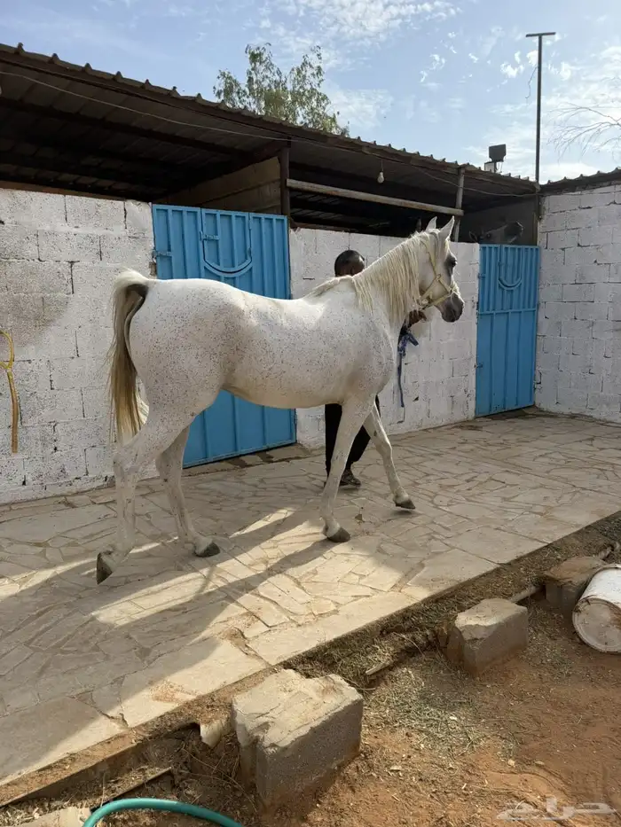 للبيع فرس شعبيه لقاح ثقيل 7