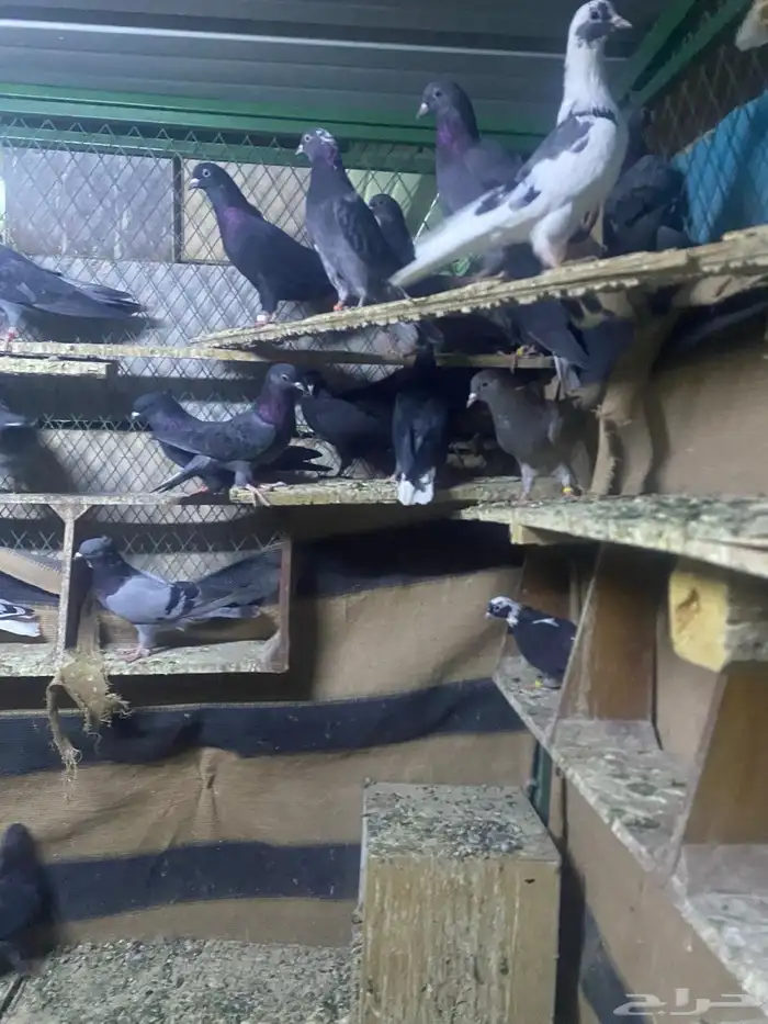 حمام قطايف للبيع جمله عدد الاجواز 70 تزود وتنقص وصنادق 3