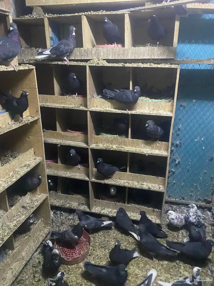 حمام قطايف للبيع جمله عدد الاجواز 70 تزود وتنقص وصنادق 9