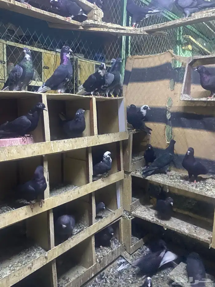 حمام قطايف للبيع جمله عدد الاجواز 70 تزود وتنقص وصنادق 1