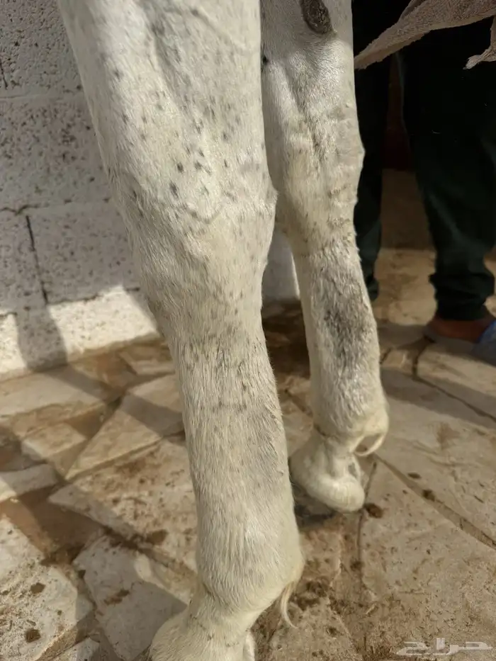 للبيع فرس شعبيه لقاح ثقيل 6