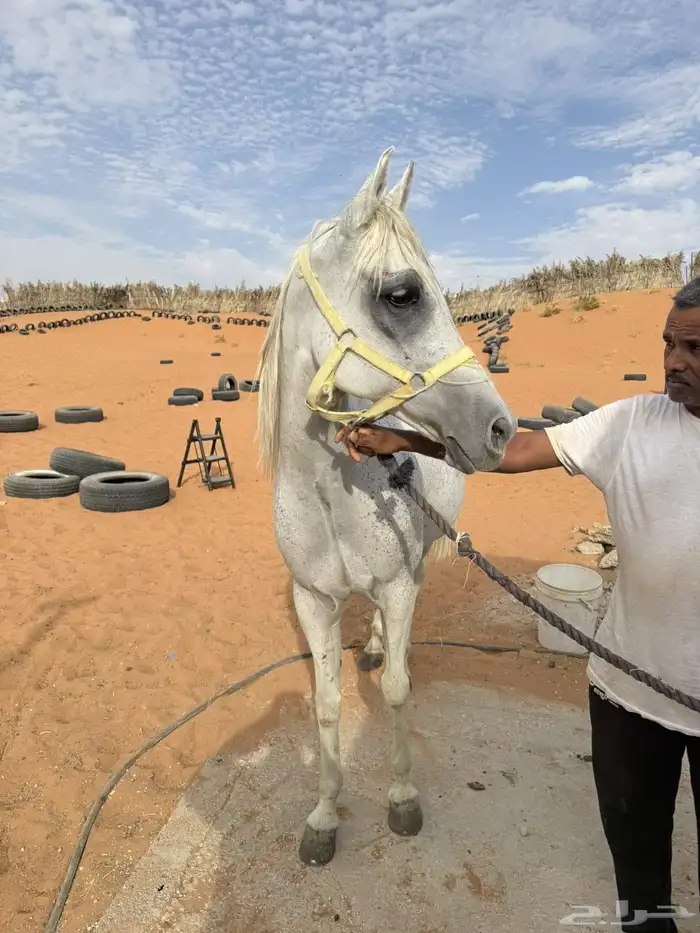 للبيع فرس شعبيه لقاح ثقيل 4