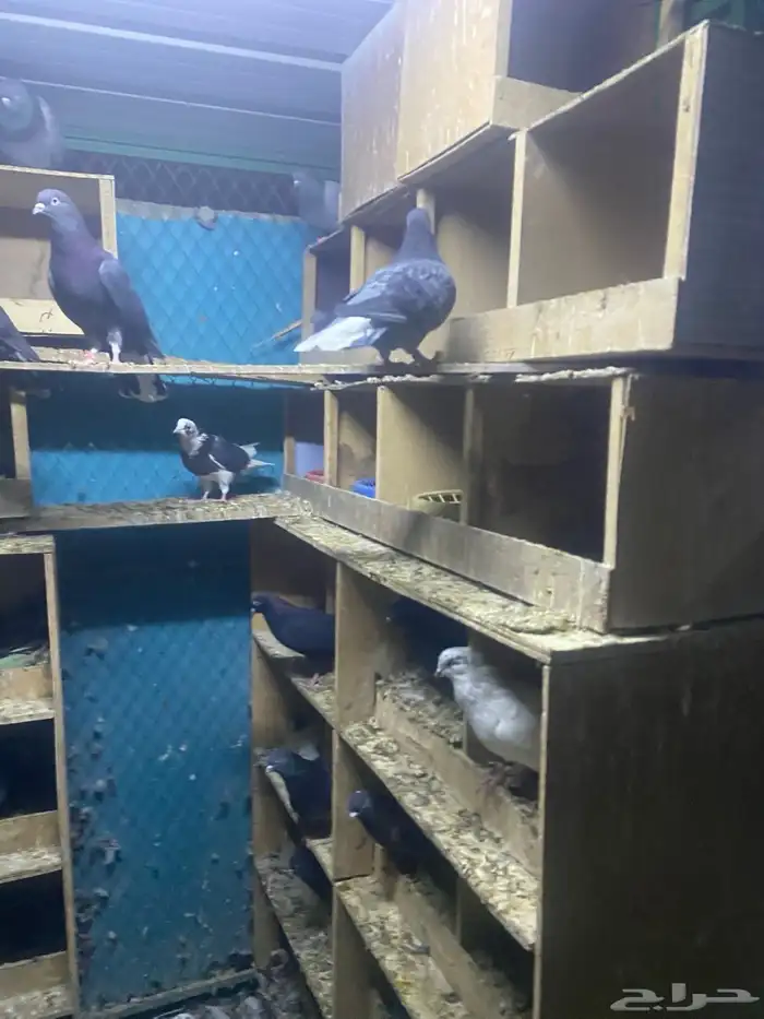 حمام قطايف للبيع جمله عدد الاجواز 70 تزود وتنقص وصنادق 4