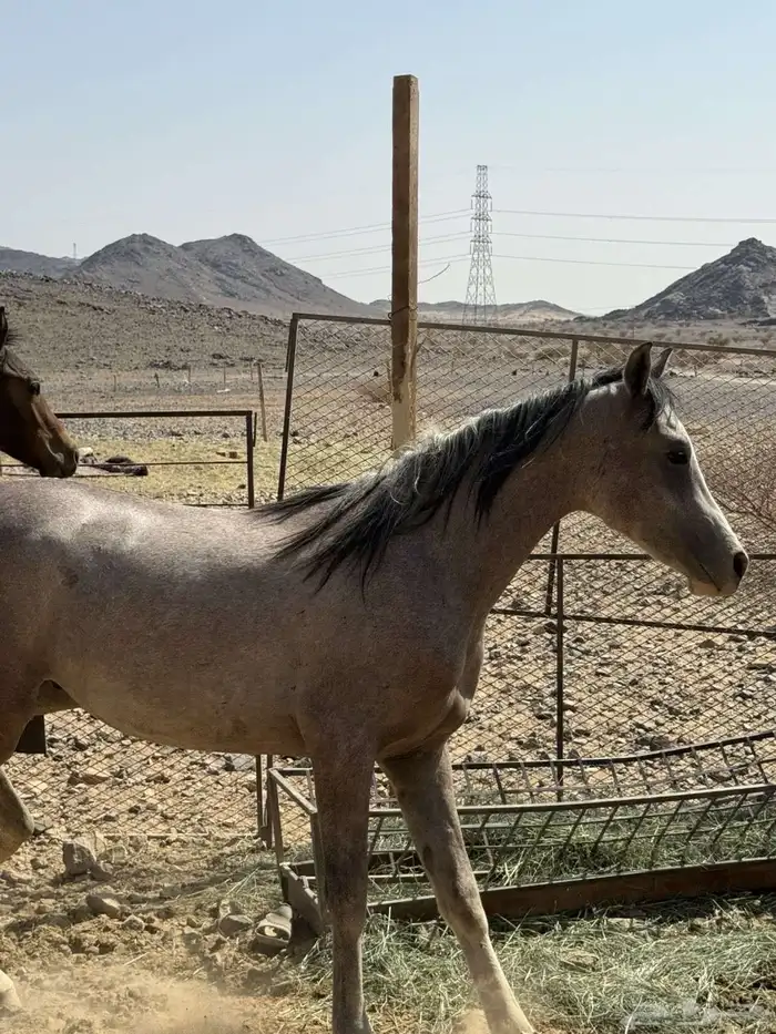 حصان شعبي عربي 0