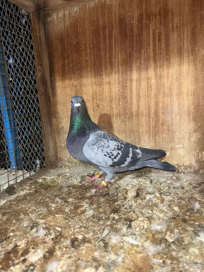 للبيع جوز زاجل سباق 2